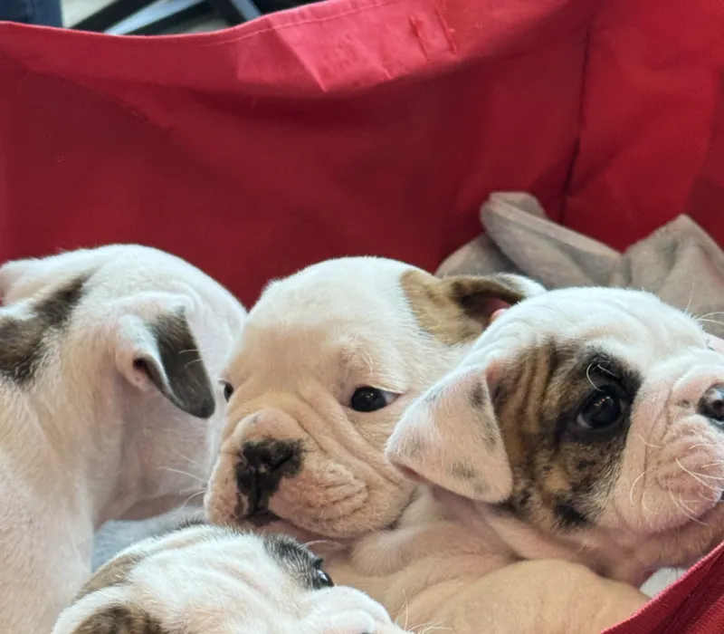 Encore Bulldogs
