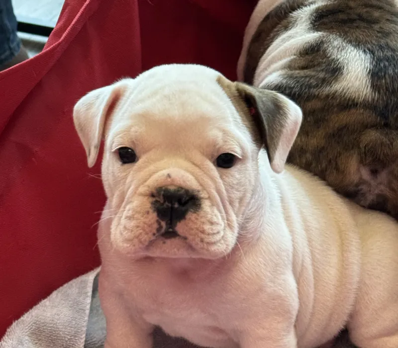 Encore Bulldogs