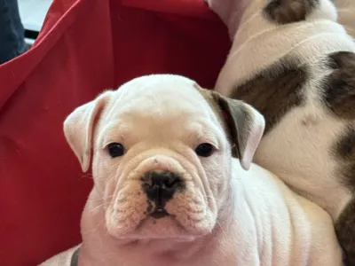 Encore Bulldogs