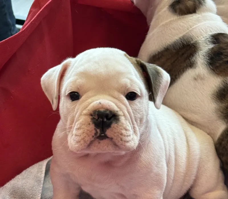 Encore Bulldogs