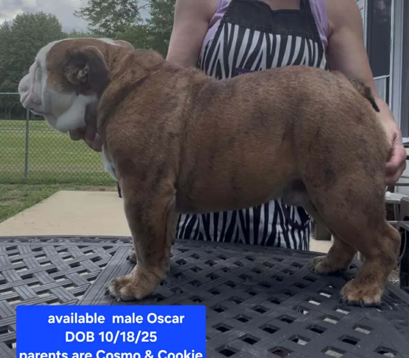 Boxcar Bulldogs