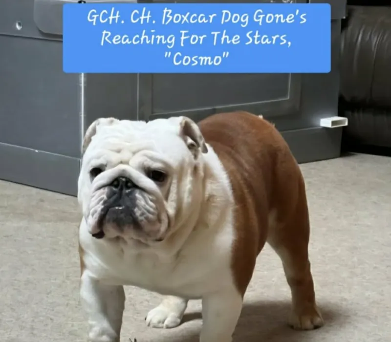 Boxcar Bulldogs