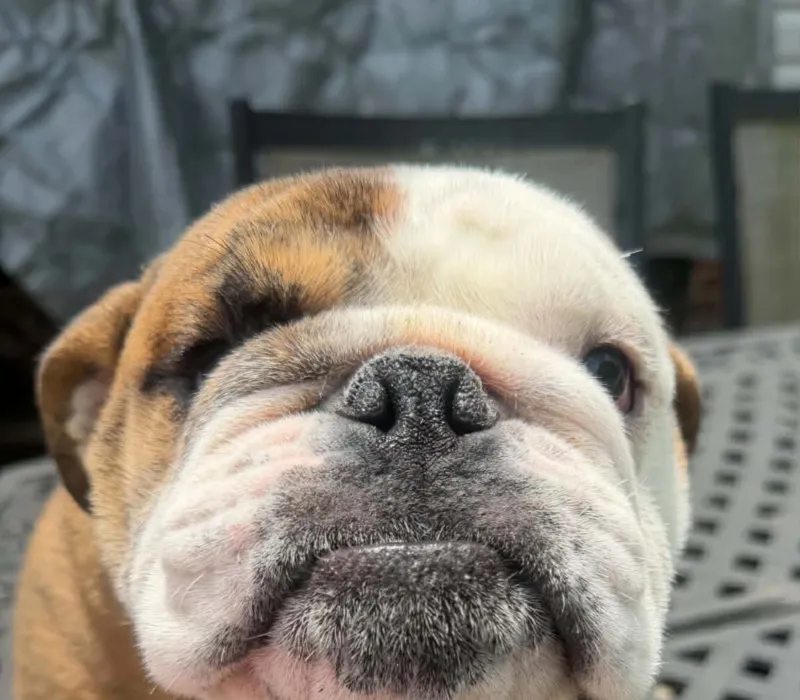 Boxcar Bulldogs