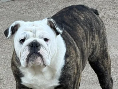 Trinity Bulldogs