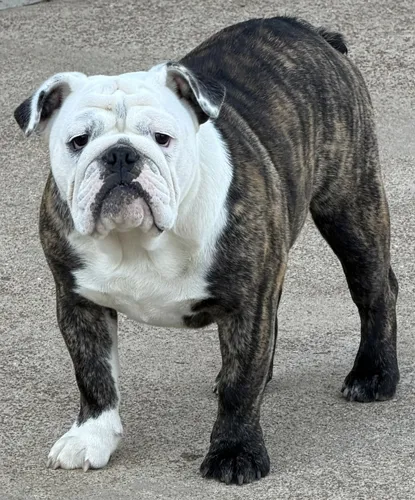 Trinity Bulldogs
