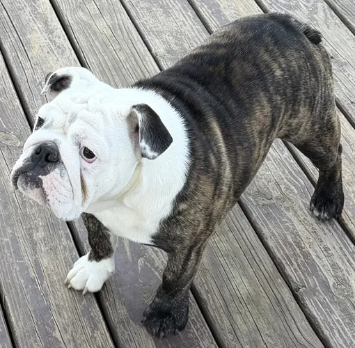 Trinity Bulldogs