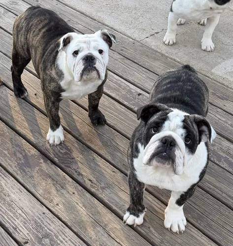 Trinity Bulldogs