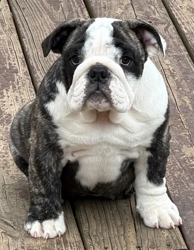 Trinity Bulldogs