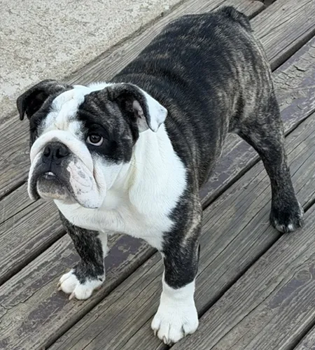 Trinity Bulldogs