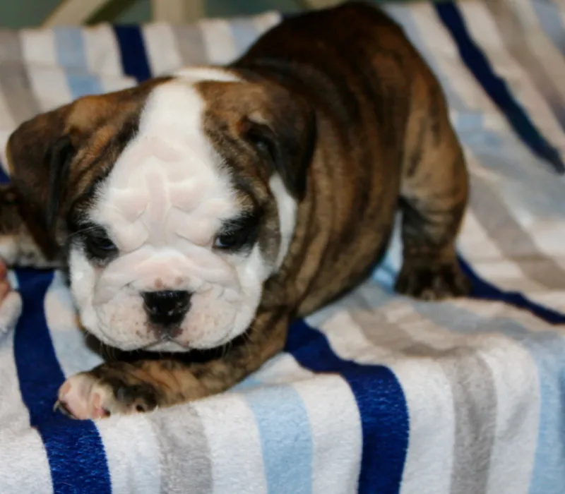 Canterbury Bullies