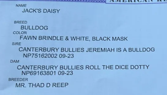 Canterbury Bullies