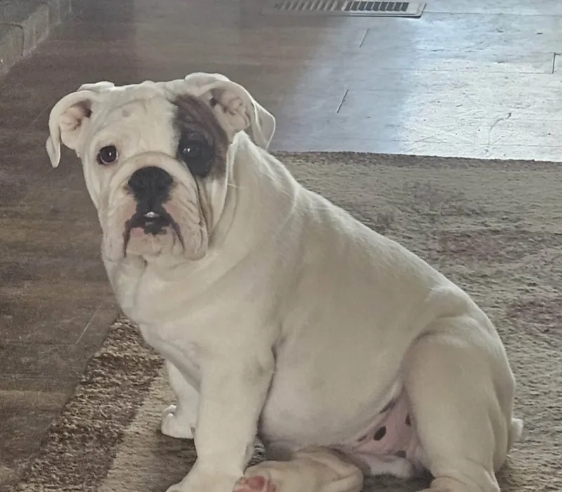 ROCKY MOUNTAIN BULLDOGS