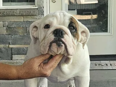 ROCKY MOUNTAIN BULLDOGS
