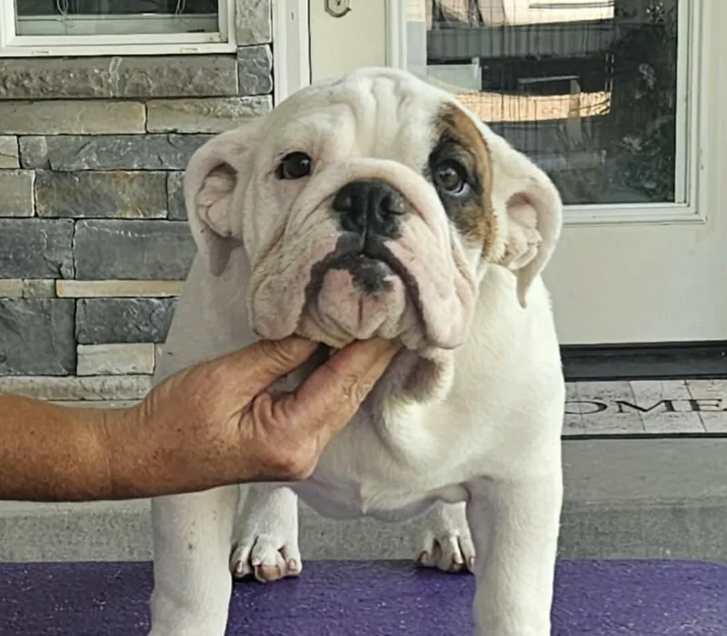 ROCKY MOUNTAIN BULLDOGS