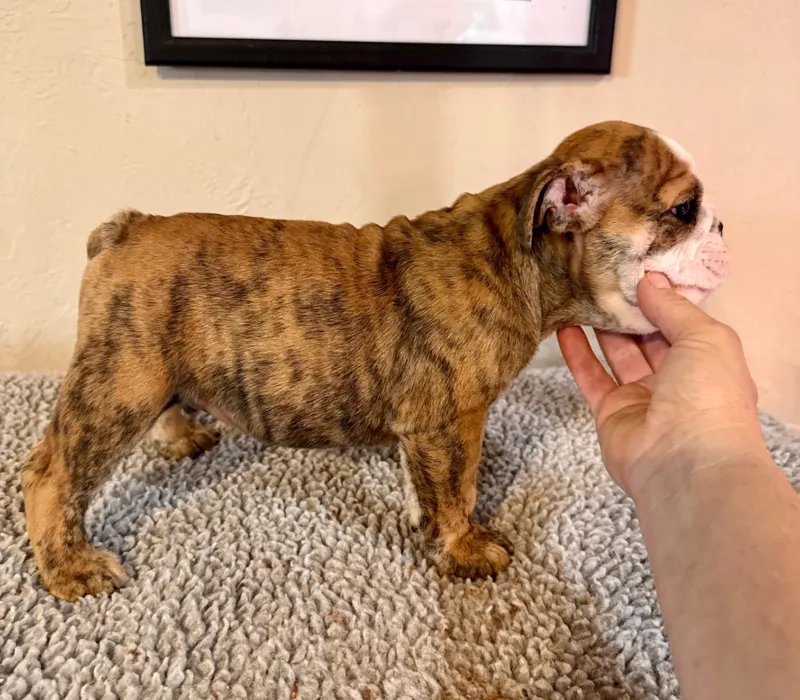 B-Loved Bulldogs, Betsy Love