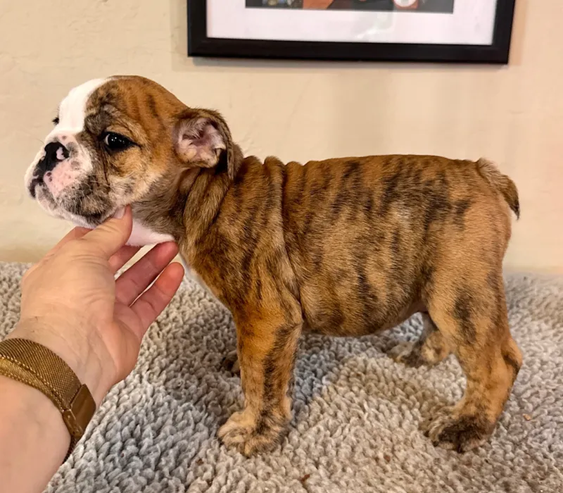 B-Loved Bulldogs, Betsy Love