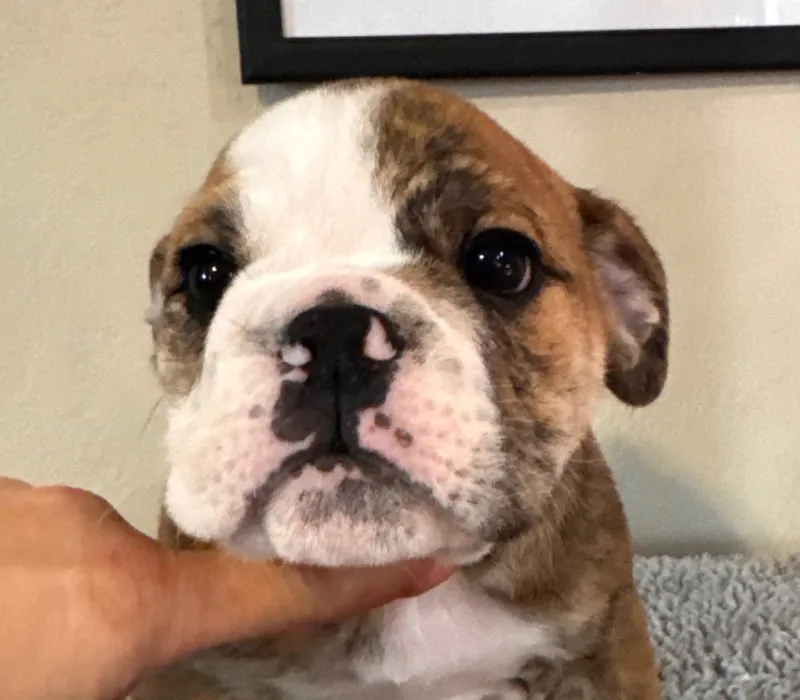 B-Loved Bulldogs, Betsy Love