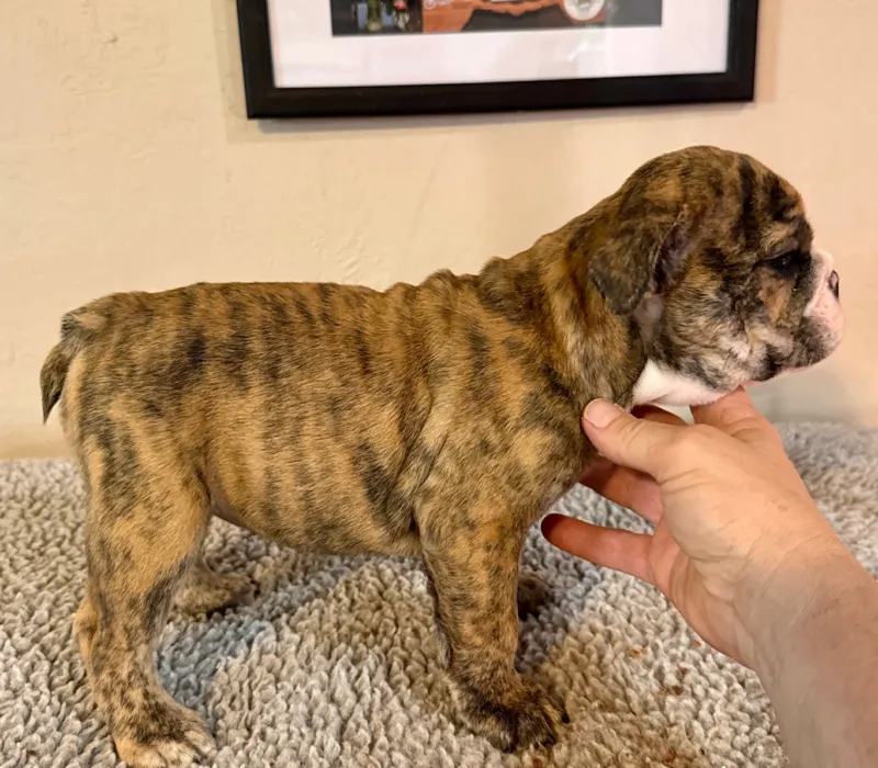 B-Loved Bulldogs, Betsy Love