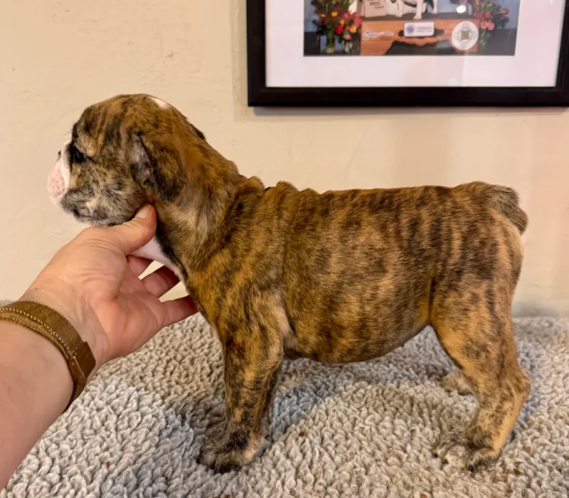 B-Loved Bulldogs, Betsy Love