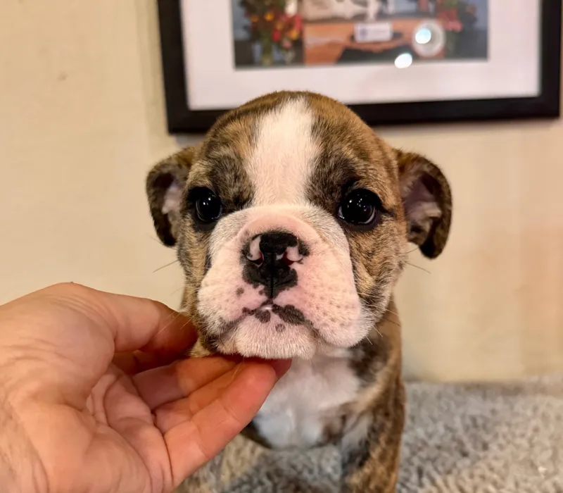 B-Loved Bulldogs, Betsy Love