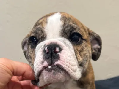 B-Loved Bulldogs, Betsy Love