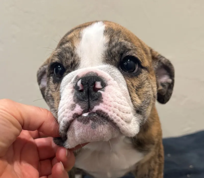 B-Loved Bulldogs, Betsy Love