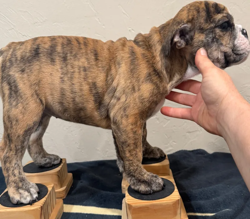 B-Loved Bulldogs, Betsy Love