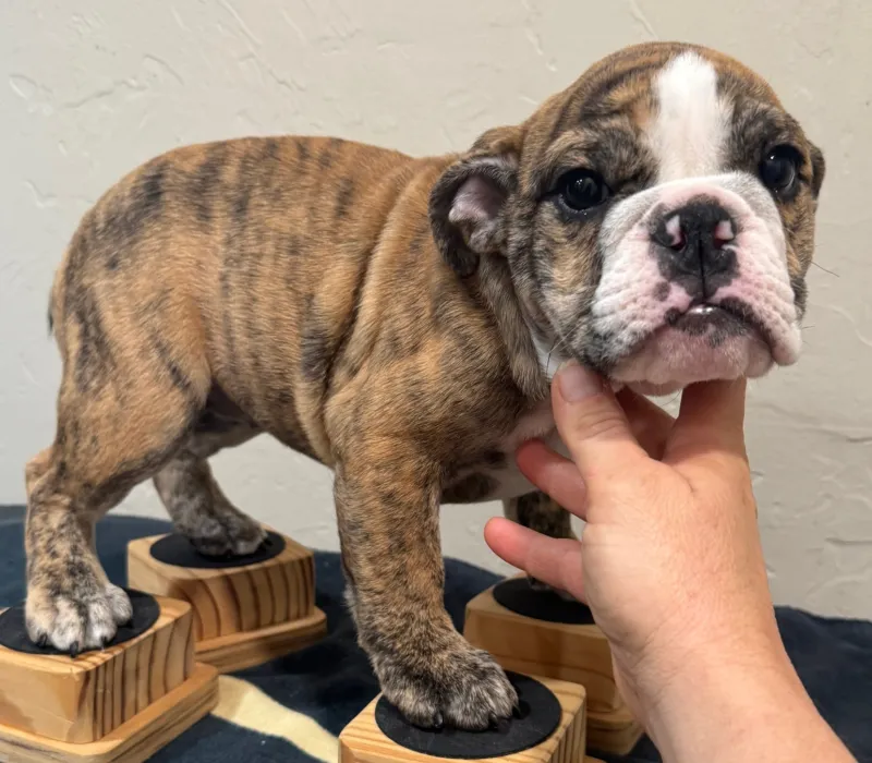 B-Loved Bulldogs, Betsy Love