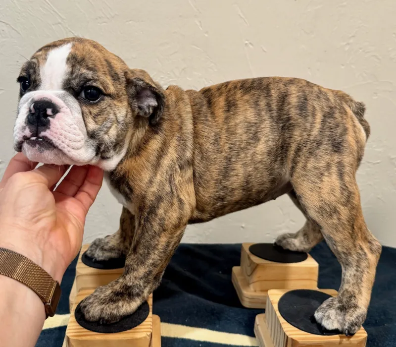 B-Loved Bulldogs, Betsy Love