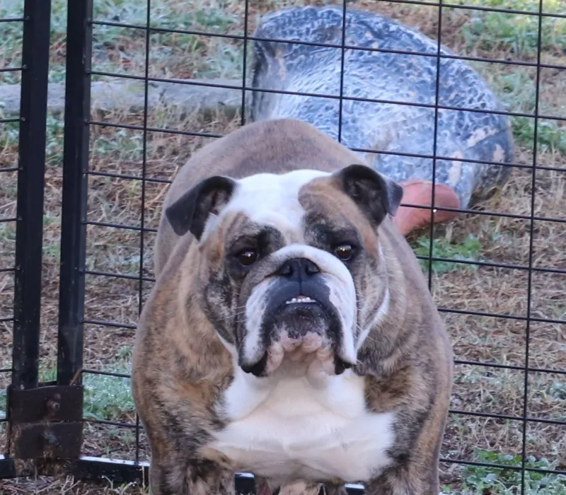 B-Loved Bulldogs, Betsy Love
