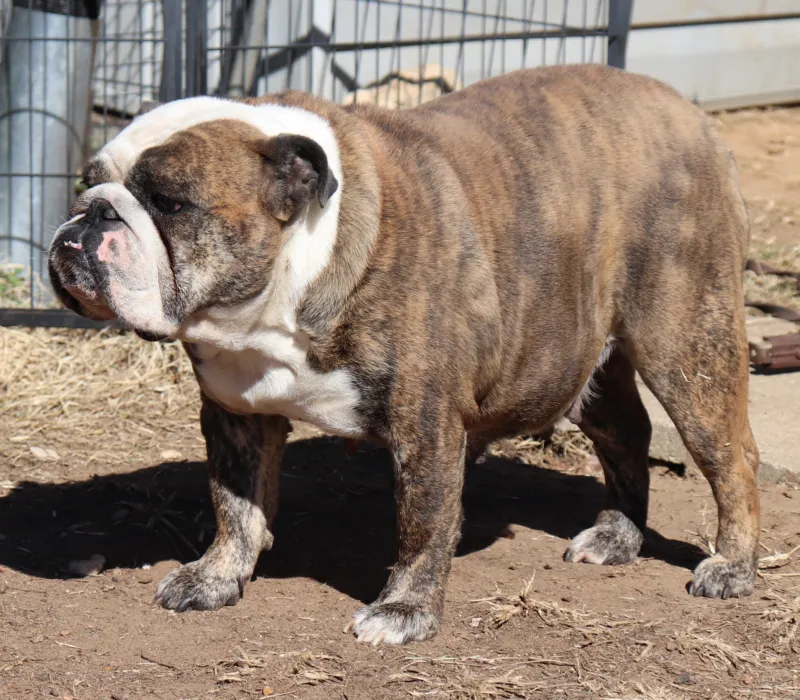 B-Loved Bulldogs, Betsy Love