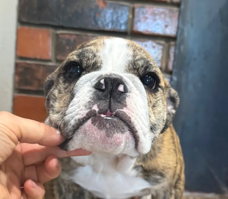 B-Loved Bulldogs, Betsy Love