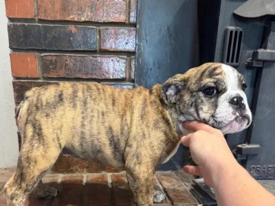 B-Loved Bulldogs, Betsy Love