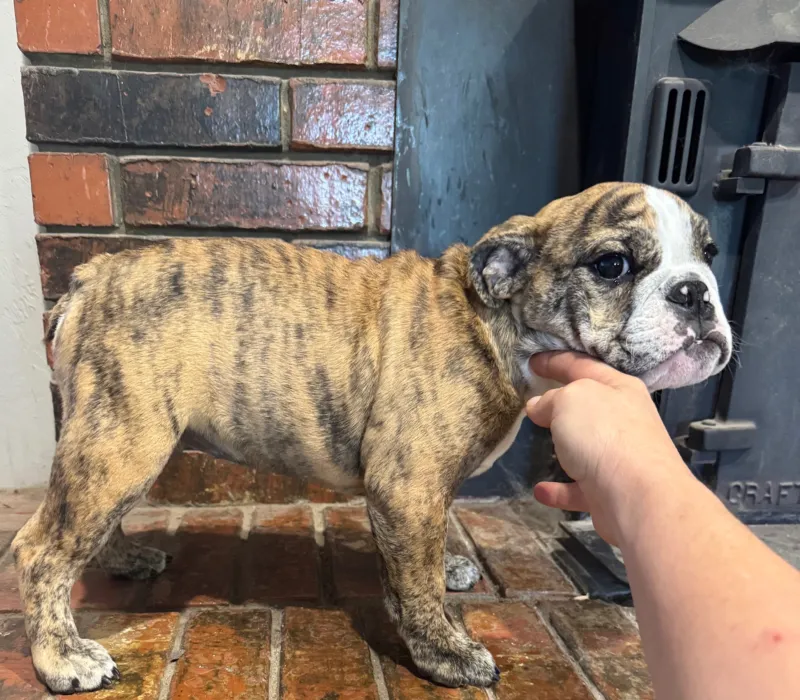 B-Loved Bulldogs, Betsy Love
