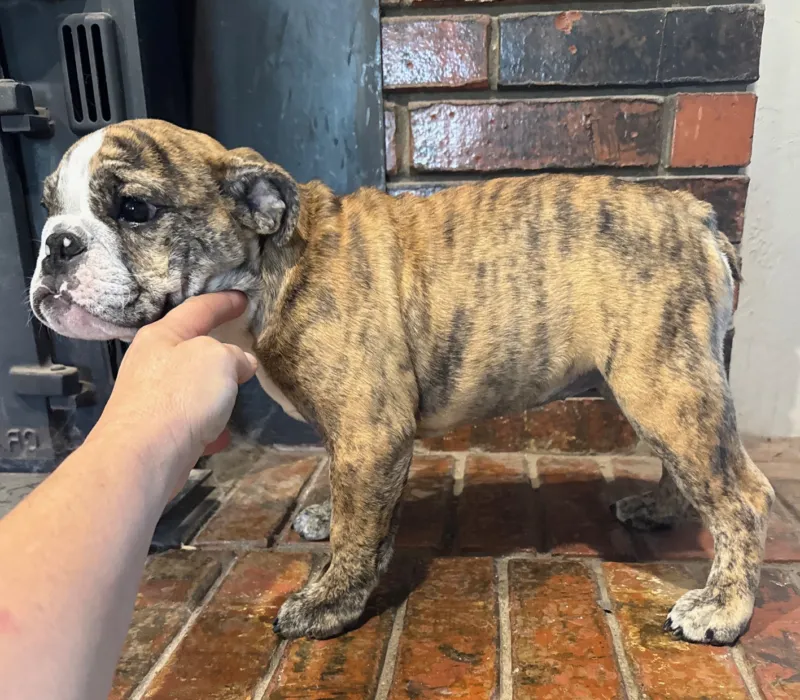 B-Loved Bulldogs, Betsy Love