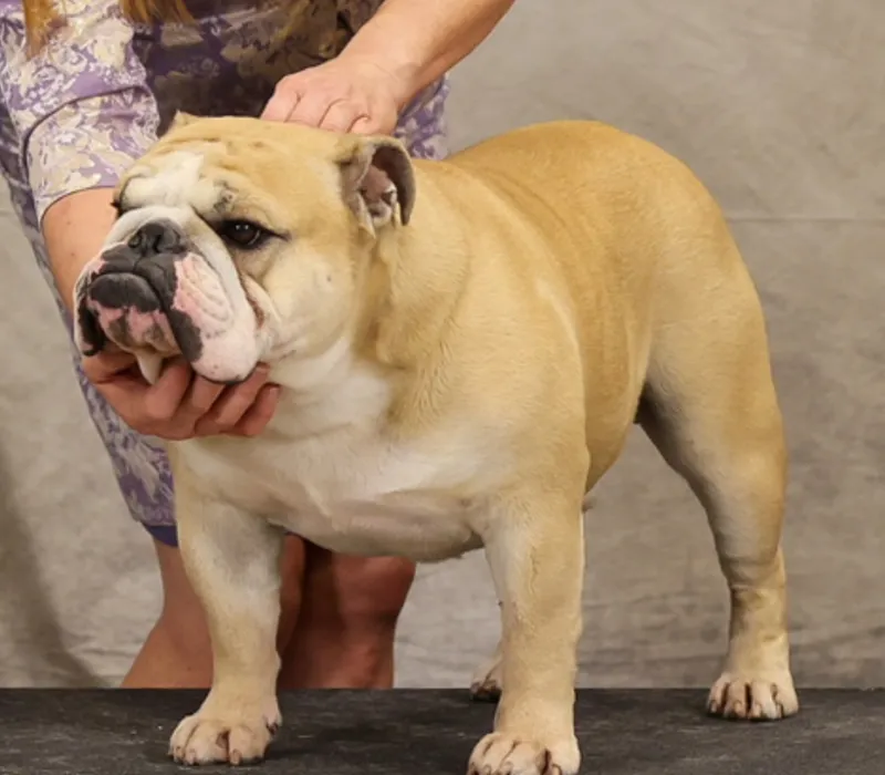 B-Loved Bulldogs, Betsy Love