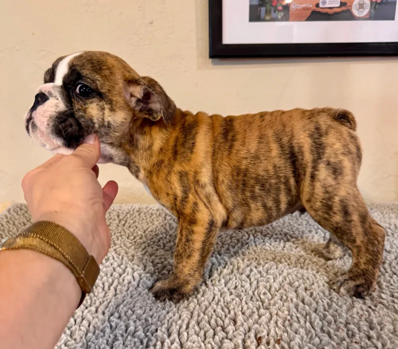 B-Loved Bulldogs, Betsy Love