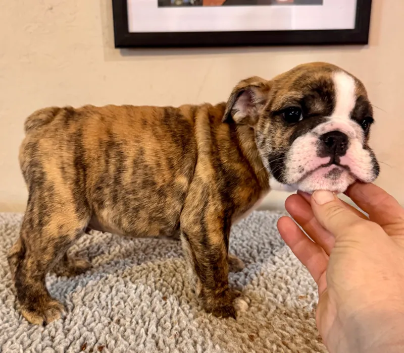 B-Loved Bulldogs, Betsy Love