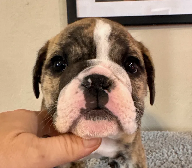 B-Loved Bulldogs, Betsy Love