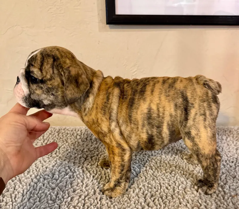 B-Loved Bulldogs, Betsy Love