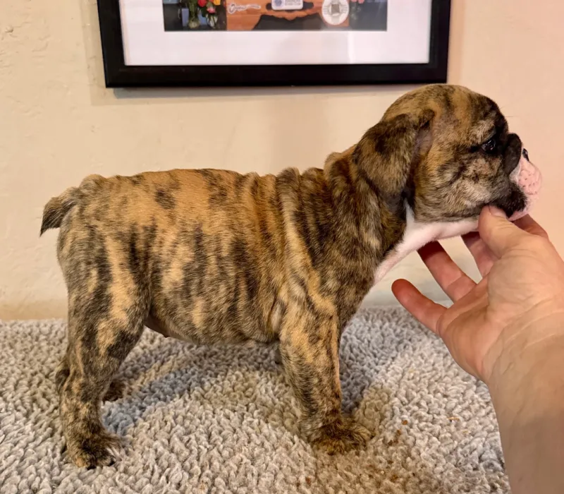B-Loved Bulldogs, Betsy Love