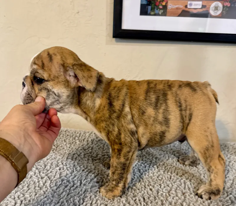 B-Loved Bulldogs, Betsy Love