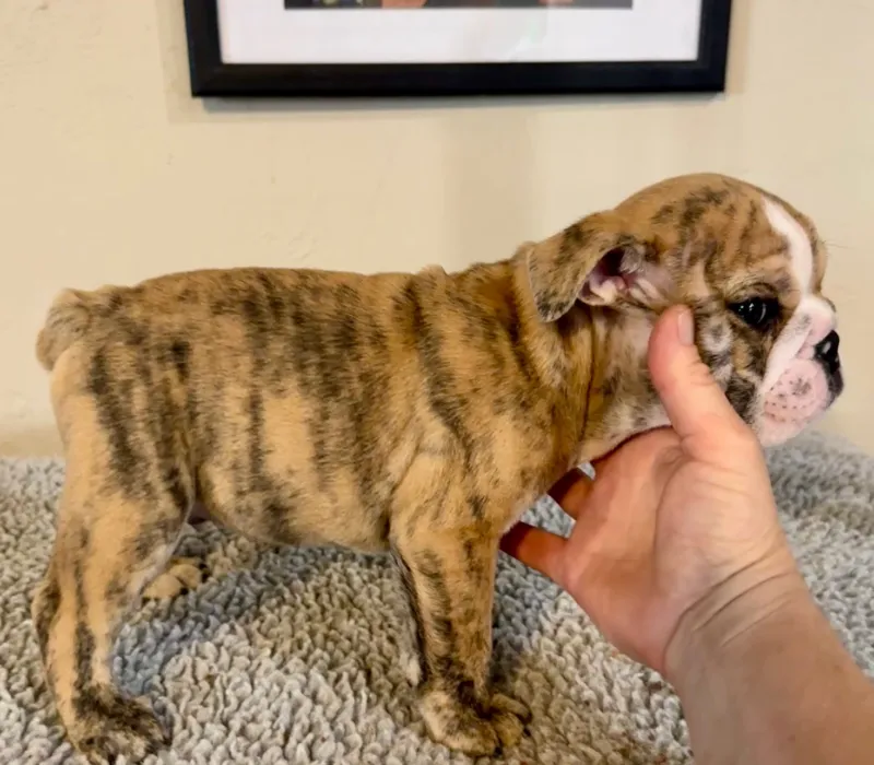 B-Loved Bulldogs, Betsy Love