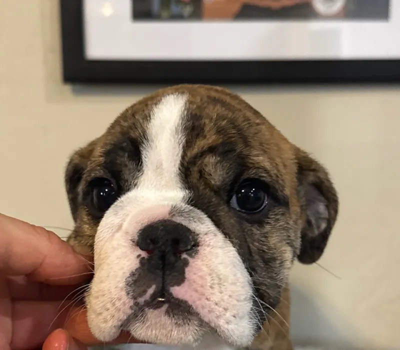 B-Loved Bulldogs, Betsy Love