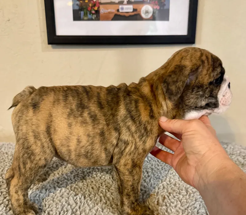 B-Loved Bulldogs, Betsy Love