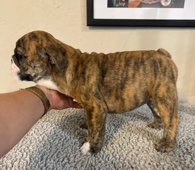 B-Loved Bulldogs, Betsy Love