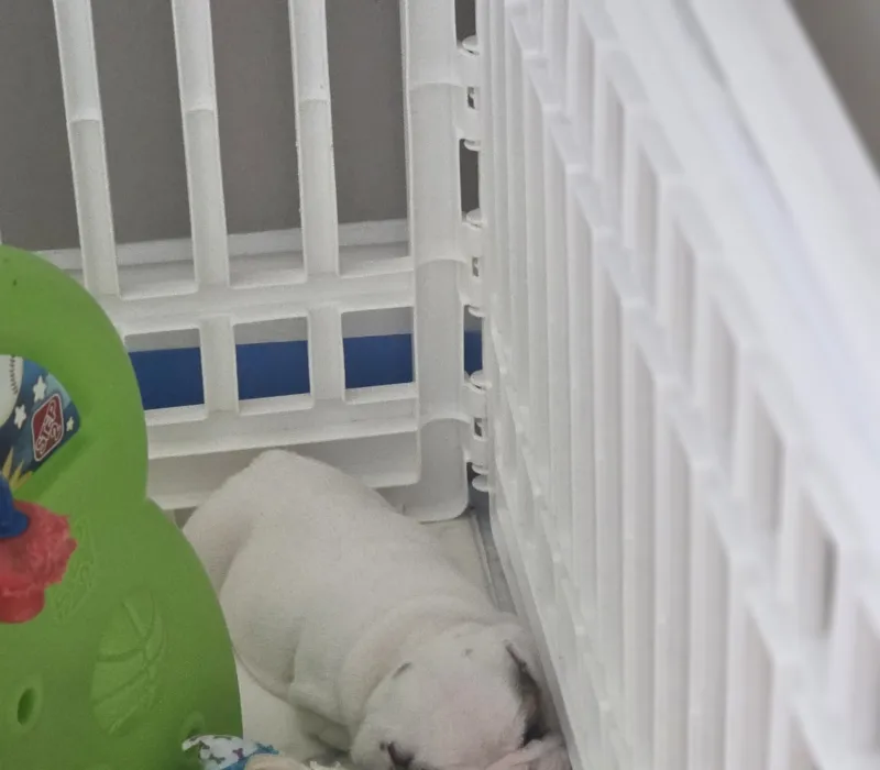 BTS Bulldogs