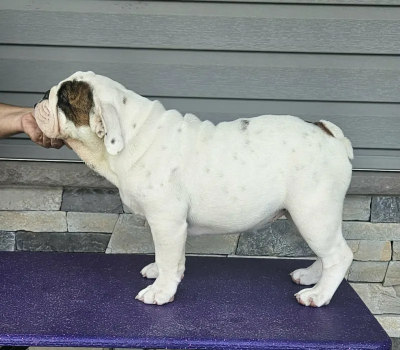 ROCKY MOUNTAIN BULLDOGS