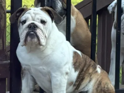 Dee Sampey Trinity Bulldogs