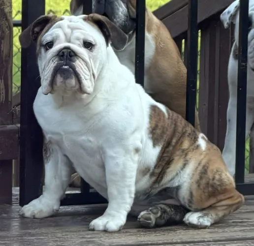 Dee Sampey Trinity Bulldogs